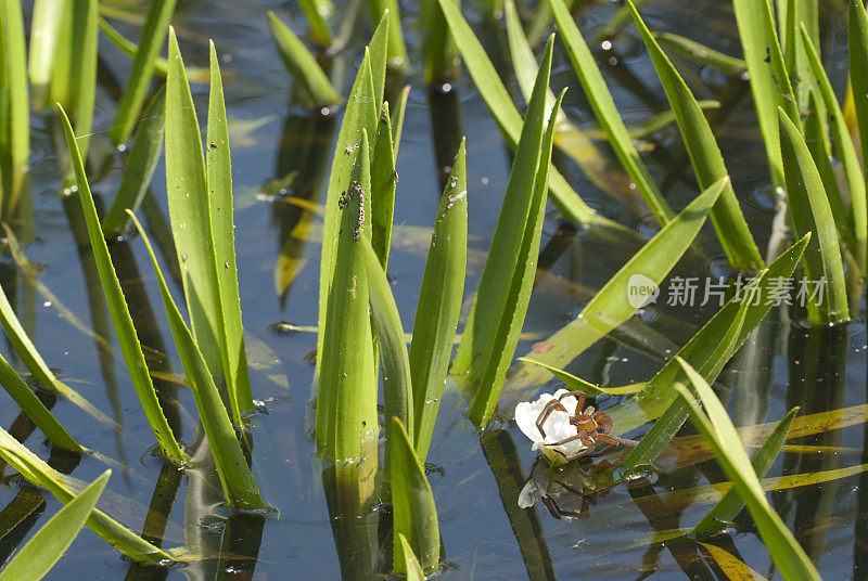 水兵(Stratiotes aloides)与蜘蛛